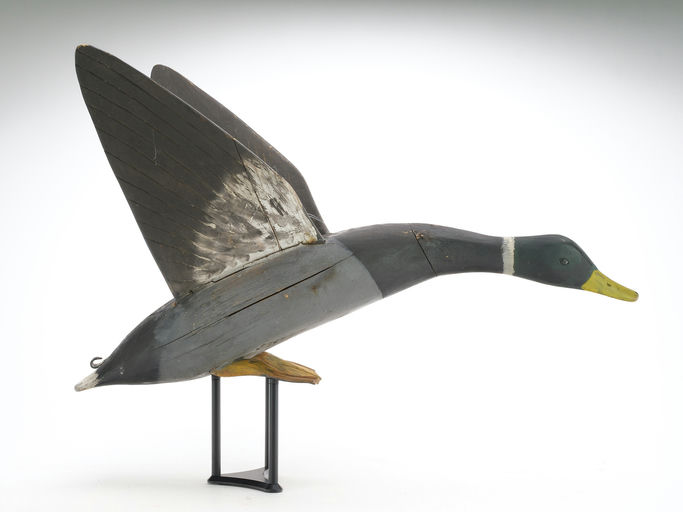 Gus Wilson – Mallard Drake – 2024