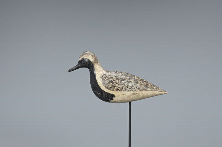 Harry V. Shourds – Black-Bellied Plover – 2019
