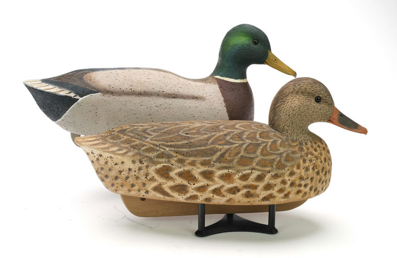 Cigar Daisey – Mallard – 2024