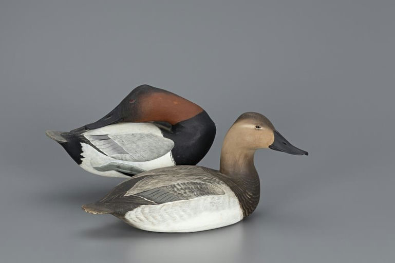 Corb Reed – Canvasback Pair – 2019
