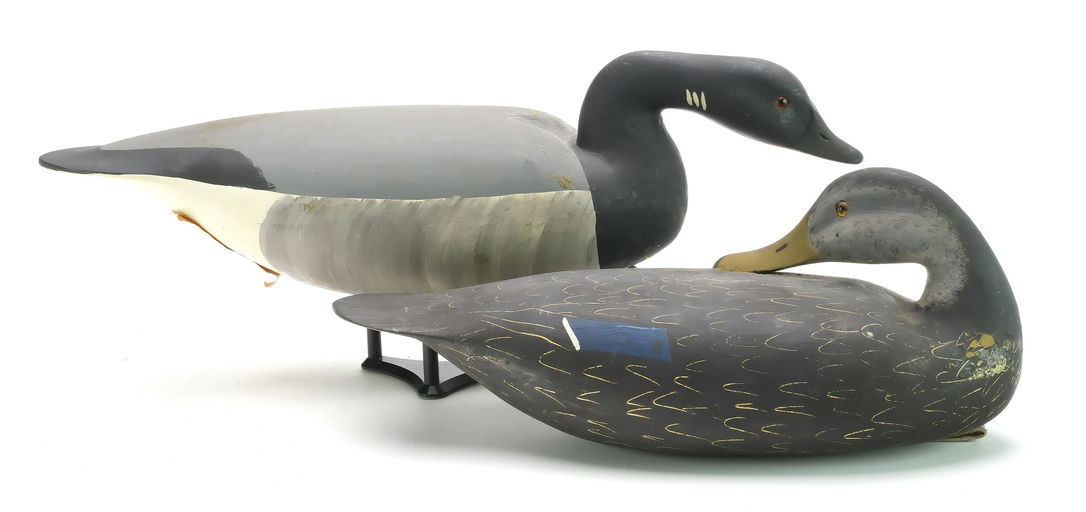 Hurley Conklin – Preening Black Duck – 2024