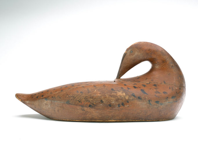 Gus Wilson – Preening Eider Hen – 2025