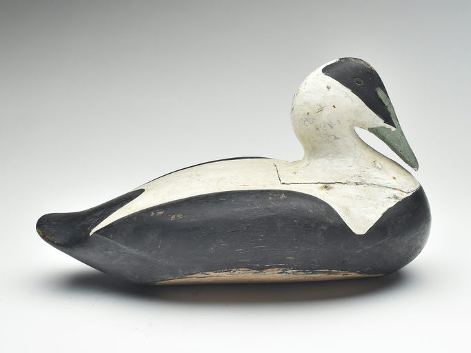 Gus Wilson – Eider Drake – 2023