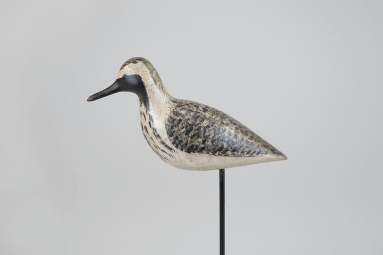 Harry V. Shourds – Plover in Emerging Plumage – 2026