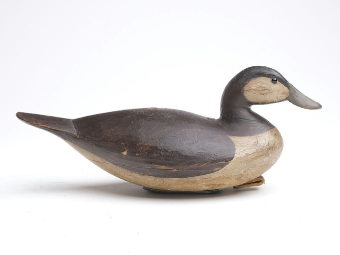 Mark McNair – Early Ruddy duck – 2023