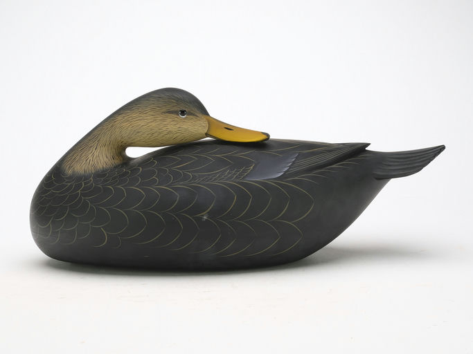 George Strunk – Preening Black Duck – 2024