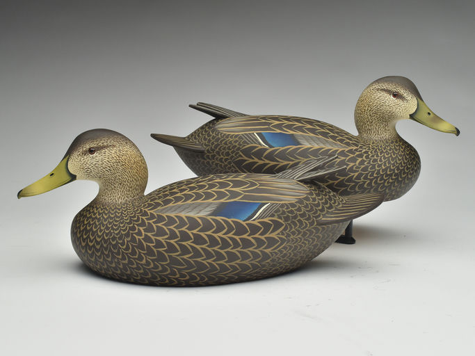 Oliver Lawson – Pair of Black Duck – 2023
