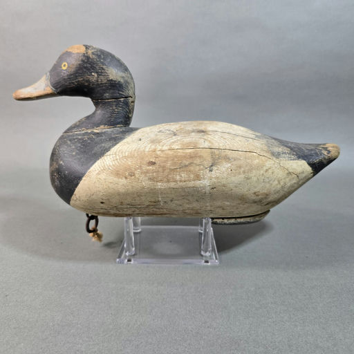Paul Gibson – Scaup – 2026