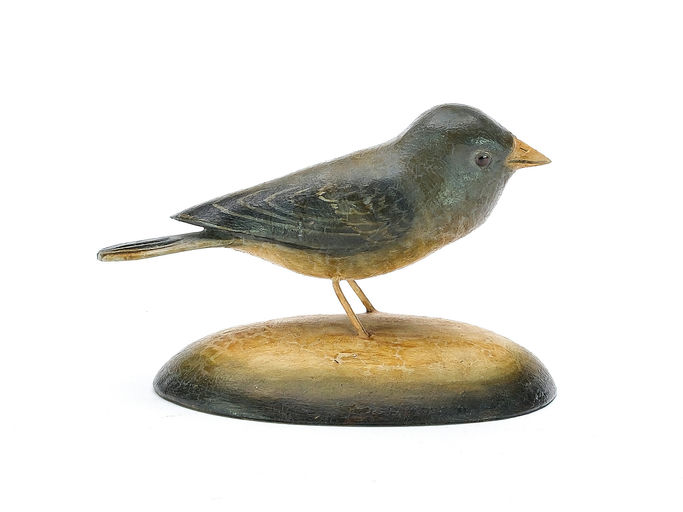 Frank Finney – Slate Colored Junco – 2025