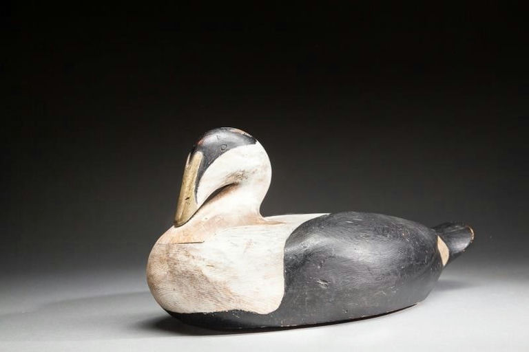 Gus Wilson – Breast-Preening Eider Drake – 2016