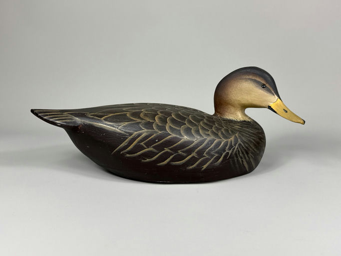 Ward Brothers – Black duck – 2026