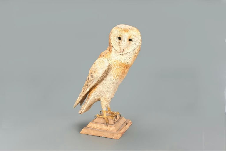 Frank Finney – Barn Owl – 2021