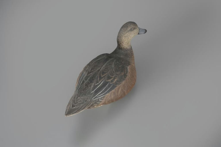 Roger Barton – Wigeon Hen – 2024