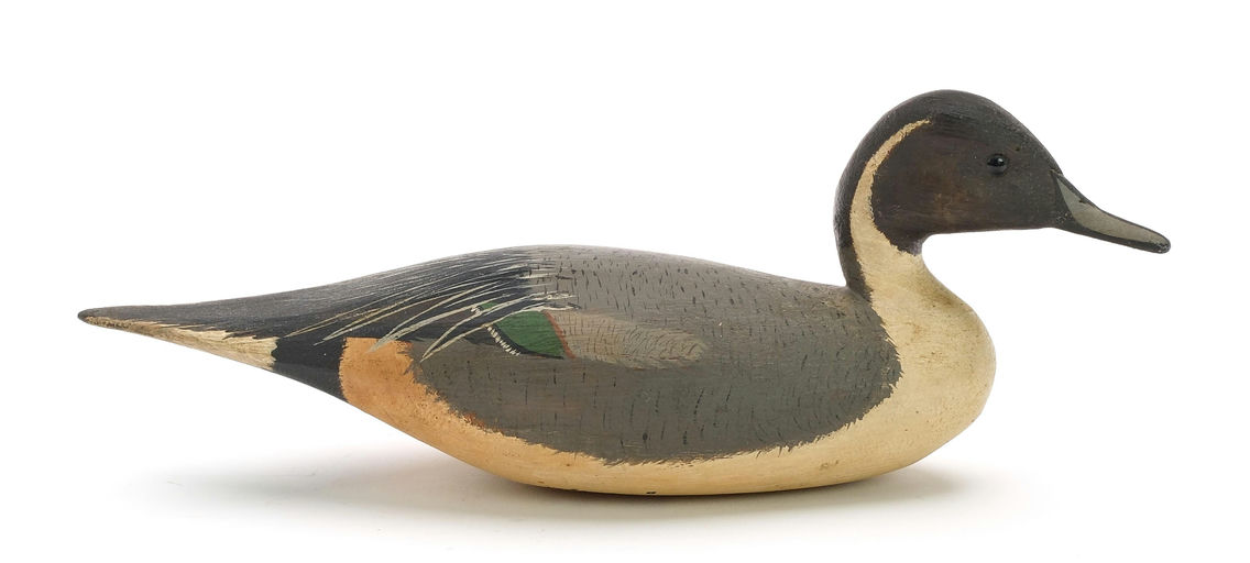Bob White – Miniature Pintail – 2024