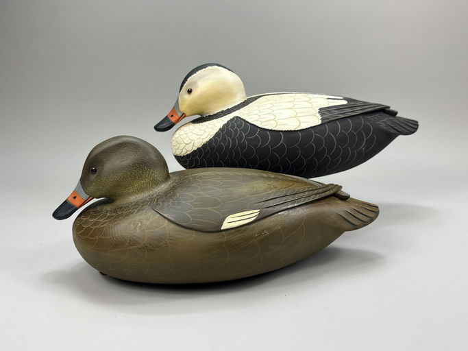 Clarence Fennimore – Labrador duck – 2026