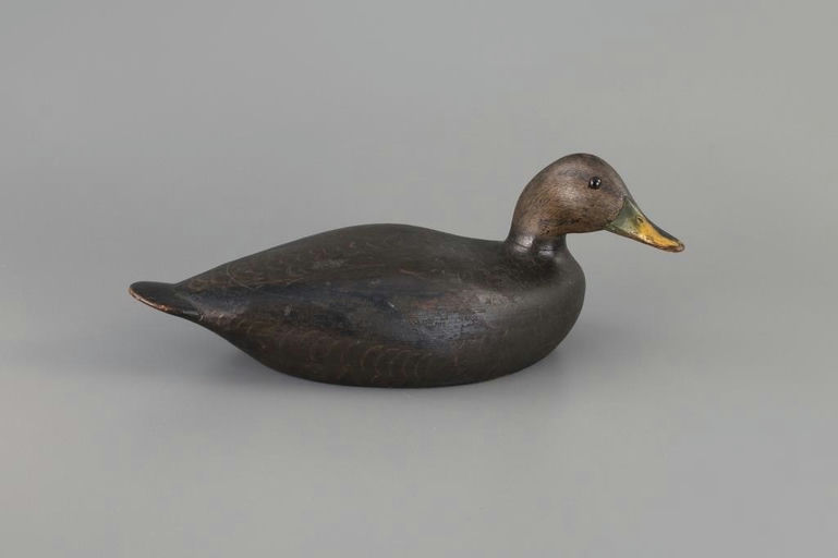 Charles Hart – Black Duck – 2025