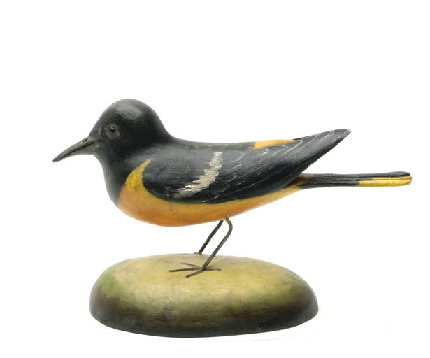 Frank Finney – Northern Oriole With Raised Wingtips – 2025