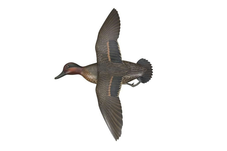 Elmer Crowell – Flying Green-Winged Teal Drake – 2017
