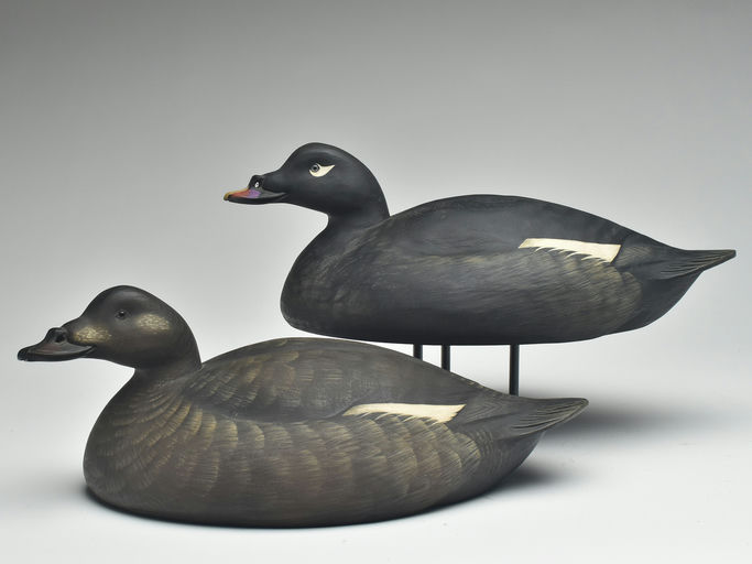 Jim Schmiedlin – Pair of Scoter – 2023