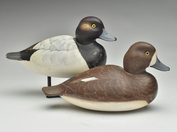 Cigar Daisey – Scaup – 2023