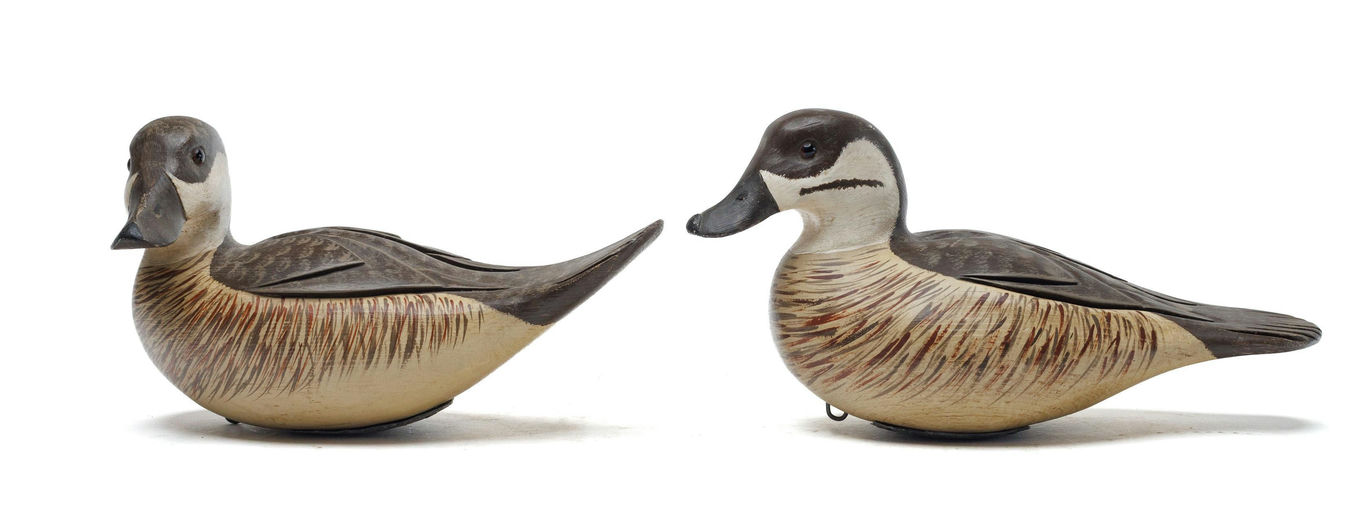William Oler – Ruddy duck – 2026