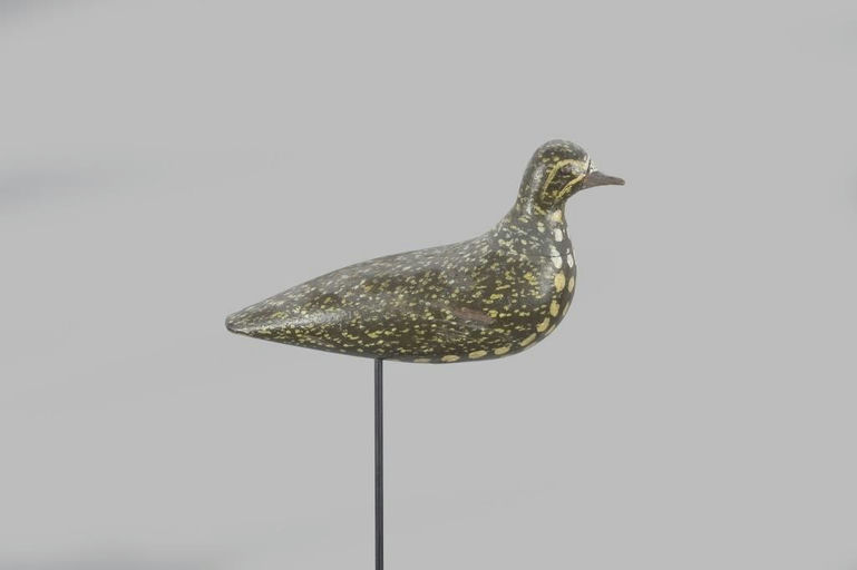 Coffin Family – Golden Plover – 2023