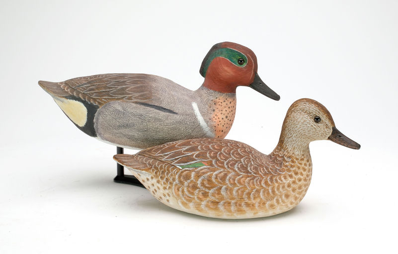 Cigar Daisey – Green-winged Teal – 2024
