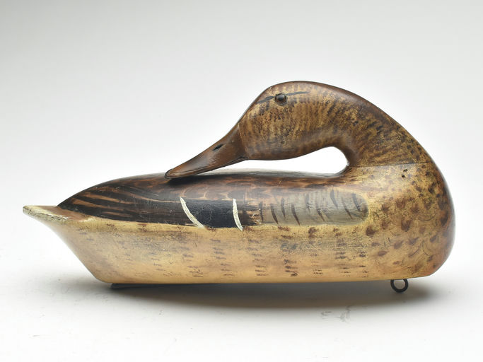 Bert Graves – Mallard – 2023