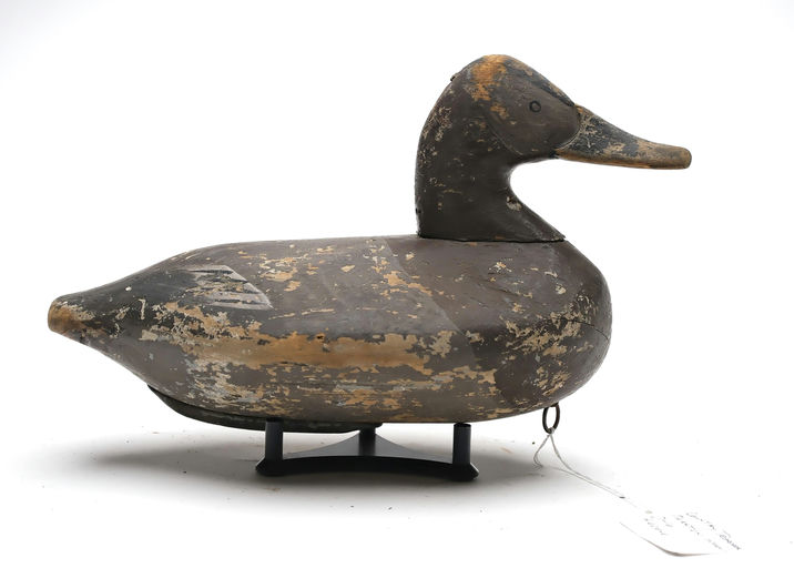William Heverin – Canvasback Hen – 2025