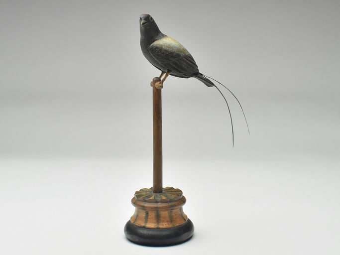 Frank Finney – Miniature long tailed manakin – 2023