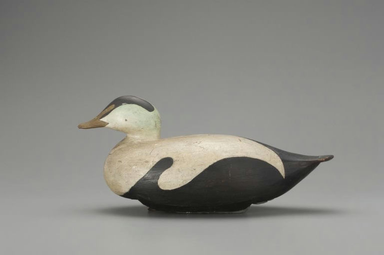 Arthur Poland – Eider Drake – 2018