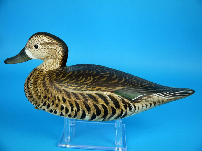 Anthony Hillman – Green Wing Teal Hen – 2026