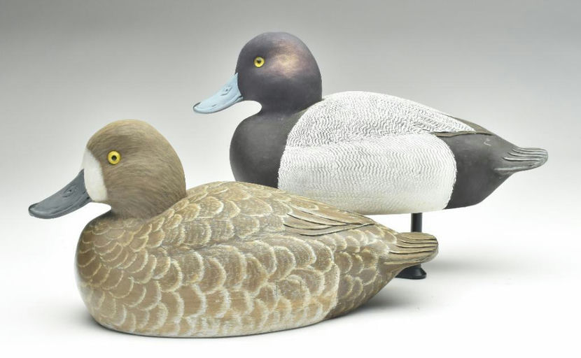 Cigar Daisey – Scaup – 2023