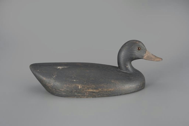 Charles Reeves – Black Duck – 2024