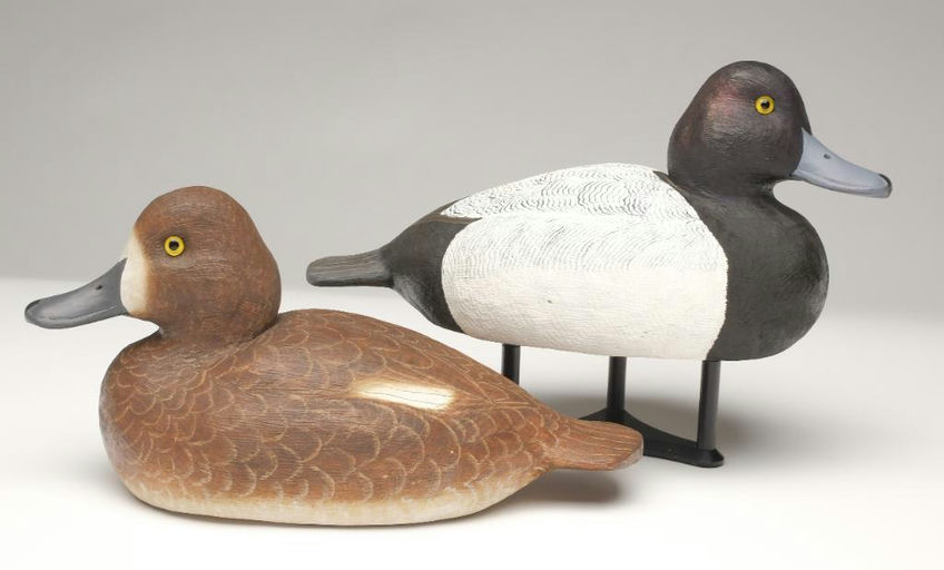 Cigar Daisey – Scaup – 2023