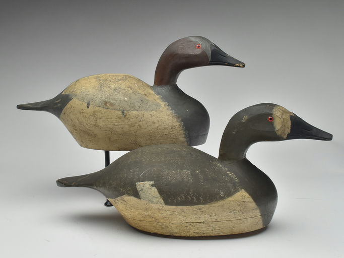 Augustus Moak — Canvasback