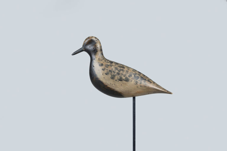 Bob White – Plover – 2026