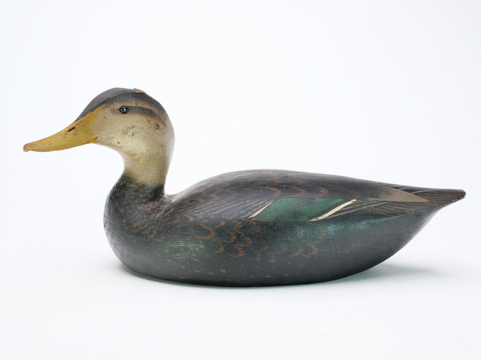 Ward Brothers – Black duck – 2025