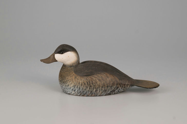 Joe Wooster – Ruddy Duck – 2026
