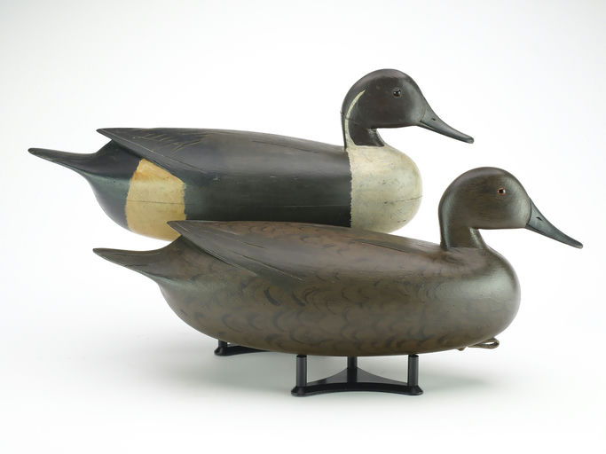 William Quinn – Pintail – 2024