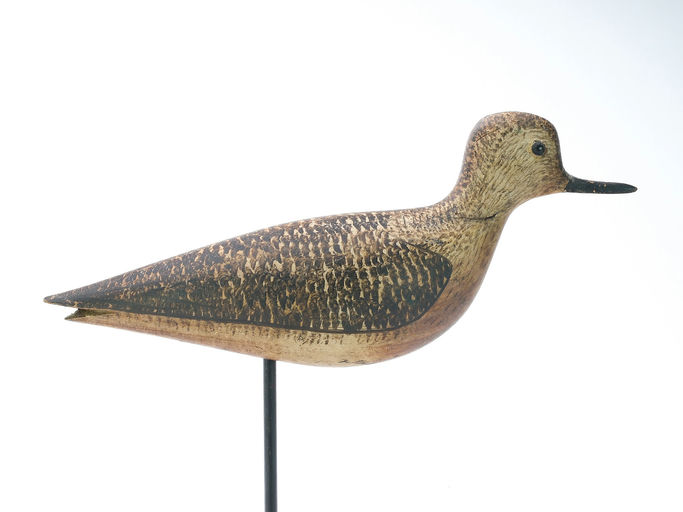 George Boyd – Black Bellied Plover – 2025