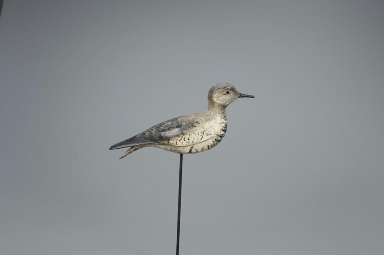 Elisha Burr – The Earnest Burr Plover in Emerging Plumage – 2020