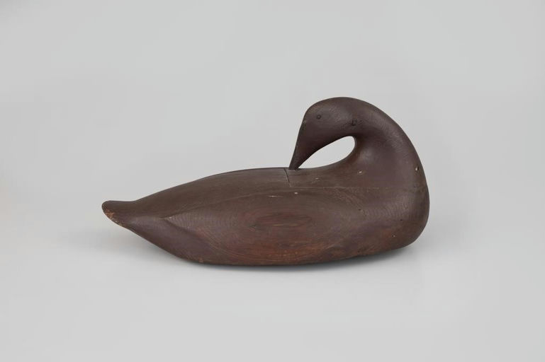 Gus Wilson – Oversize Preening Eider Hen – 2026