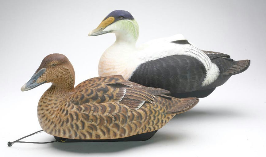 Tom Matus – Pair of Common Eiders – 2023