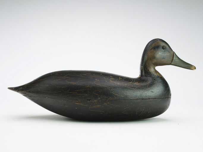 Harry V. Shourds – Black Duck – 2024
