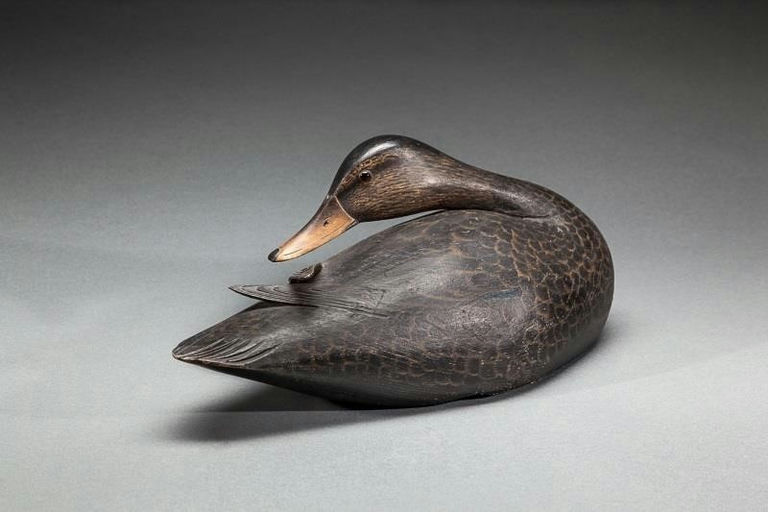 Elmer Crowell – Preening Black Duck – 2015