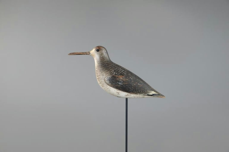 John Dilley – Outstanding Dowitcher in Winter Plumage – 2025