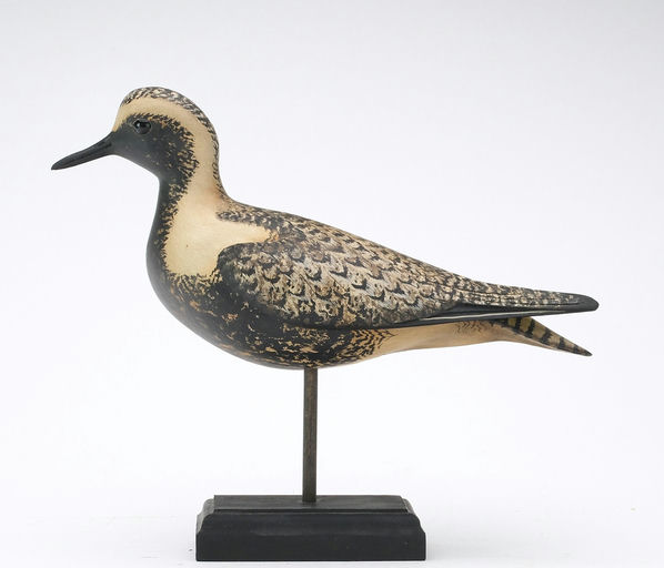Bill Gibian – Black Bellied Plover – 2024