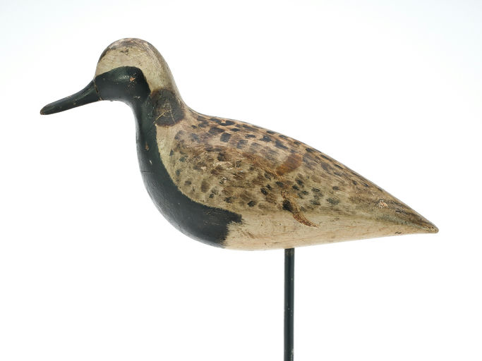 Harry V. Shourds – Black Bellied Plover – 2025