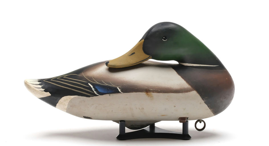 Charlie Joiner – Preening Mallard – 2025